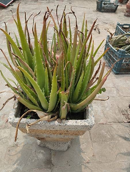 Aloe Vera plants 2