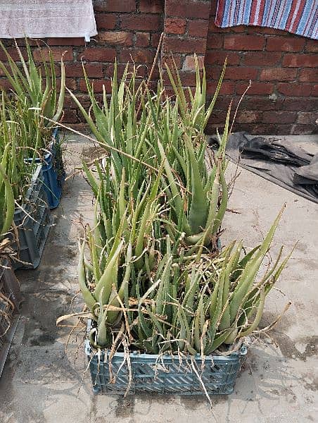 Aloe Vera plants 3