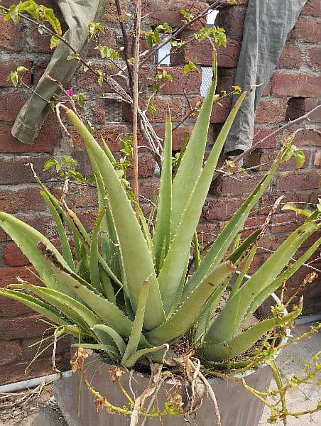 Aloe Vera plants 4