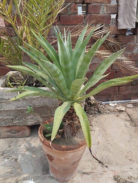 Aloe Vera plants 5