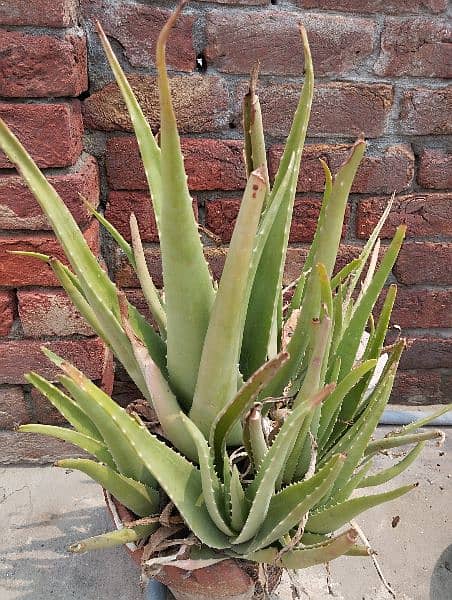 Aloe Vera plants 6