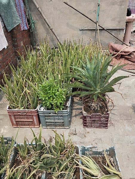 Aloe Vera plants 7