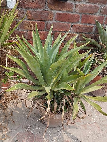 Aloe Vera plants 8