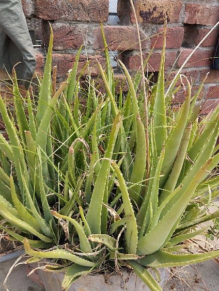 Aloe Vera plants 9