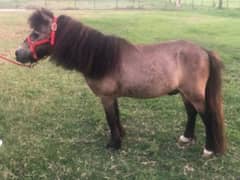 small pony horse for sale