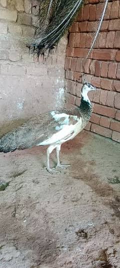 peacocks pairs