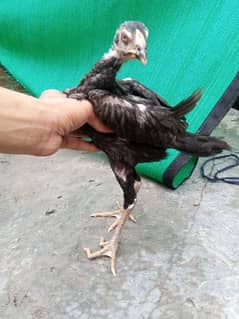 Thai Necklocer Long hight Chiks Mota Noka