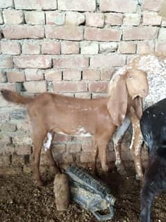 goat for sale in lahore