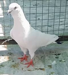 Pigeon Kalduma Male available in very reasonable price 0308-5000940