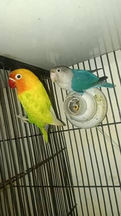 love bird breader paire