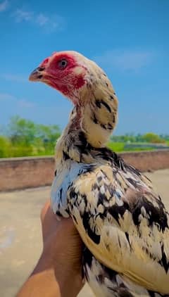Cheeni madi for sale with 3 chicks