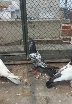 pigeon 9 pes ? 03224690184