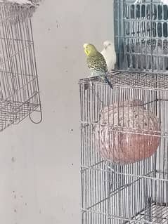 Australian budgies and lovebirds male and cocktail and pigeon