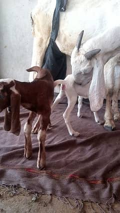 goat with 2 baby 1 male 1 female 03077109489