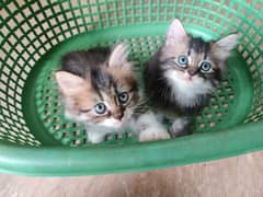 Persian kittens available (male and female)