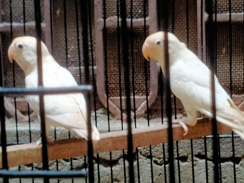 Albino Split Ino for Sale in reasonable price 0