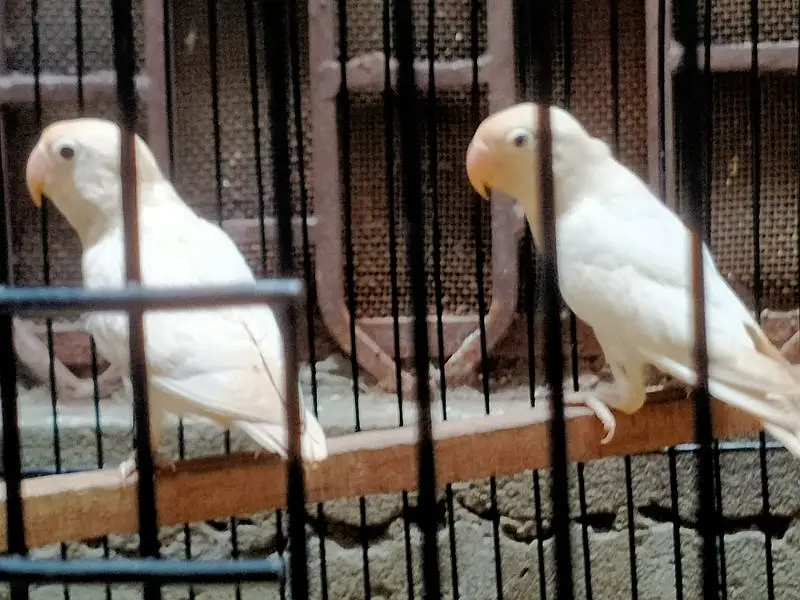 Breeding Cage  Decino parblue split ino for Sale in reasonable price