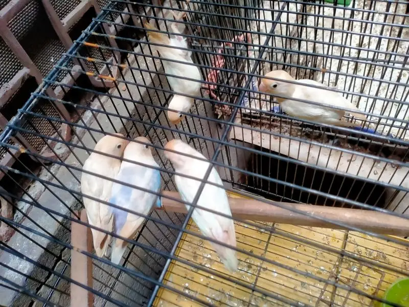 Breeding Cage  Decino parblue split ino for Sale in reasonable price — photo 2