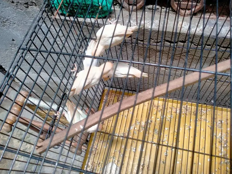 Breeding Cage  Decino parblue split ino for Sale in reasonable price — photo 3