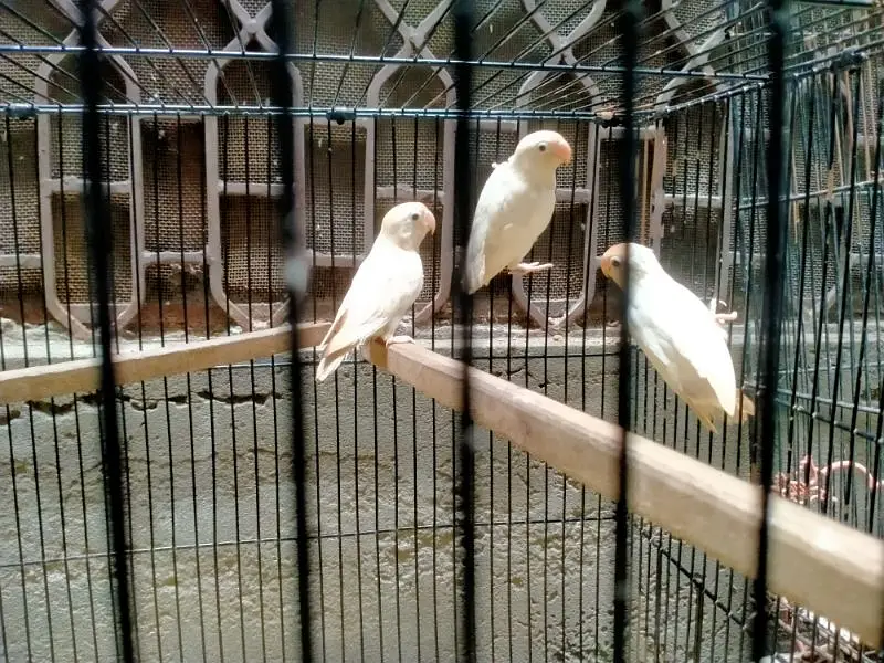 Breeding Cage  Decino parblue split ino for Sale in reasonable price — photo 4