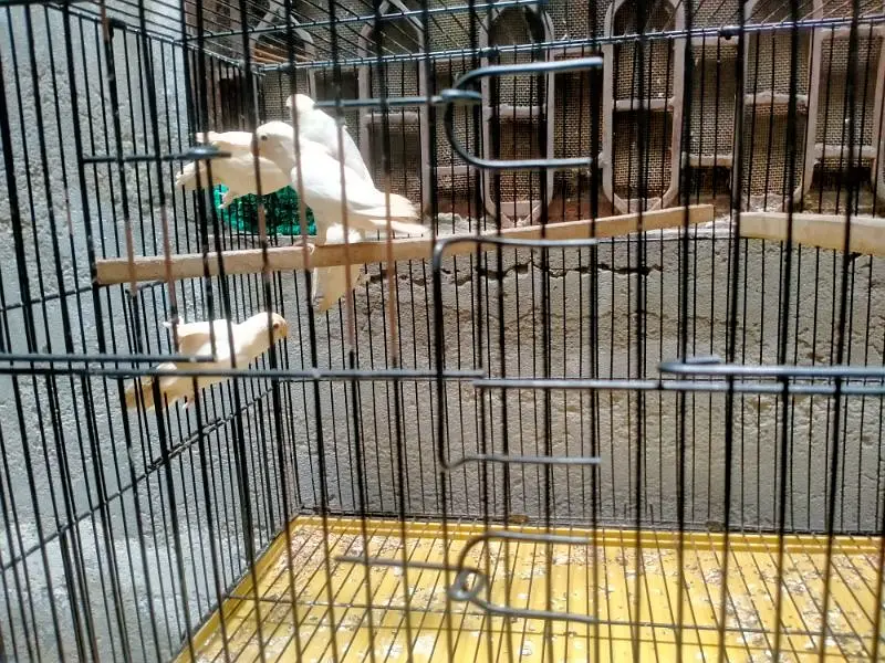 Breeding Cage  Decino parblue split ino for Sale in reasonable price — photo 5