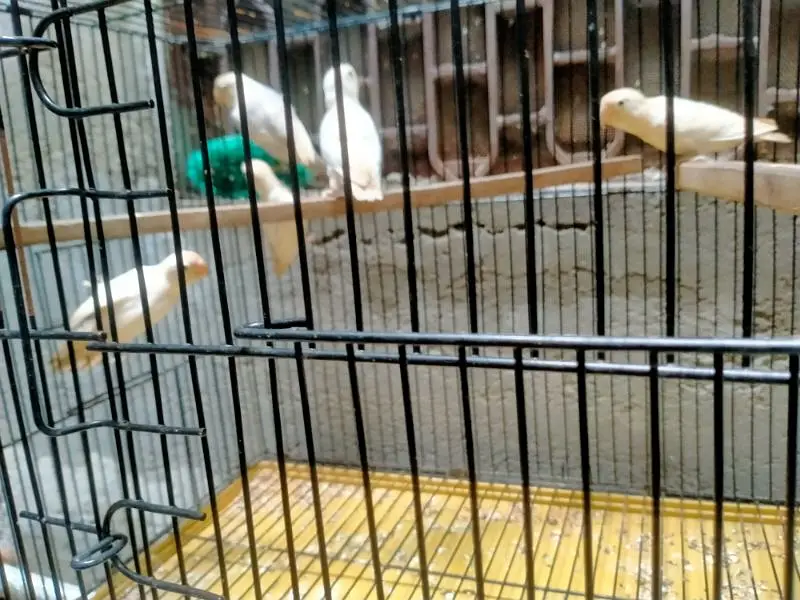 Breeding Cage  Decino parblue split ino for Sale in reasonable price — photo 6