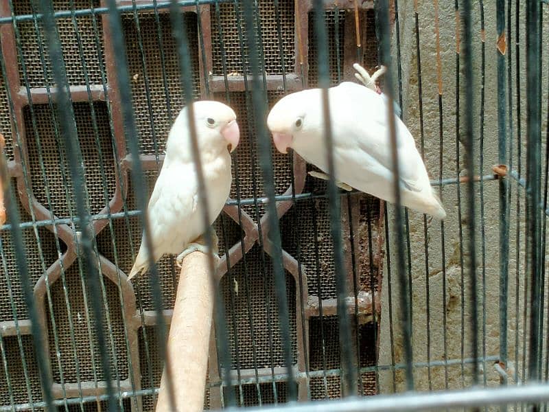 Albino Split Ino for Sale in reasonable price 6