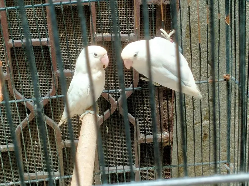 Breeding Cage  Decino parblue split ino for Sale in reasonable price — photo 7