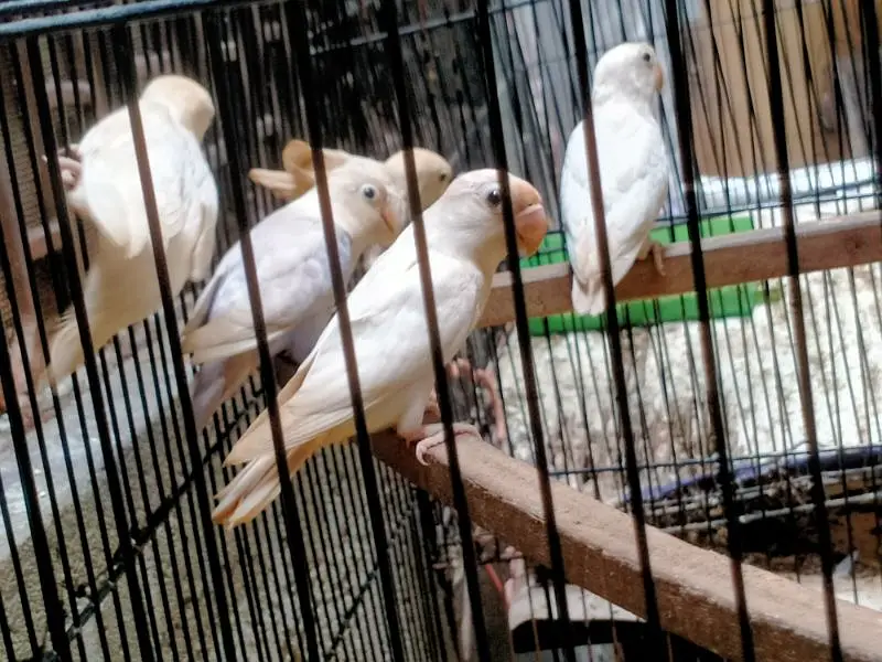 Breeding Cage  Decino parblue split ino for Sale in reasonable price — photo 8