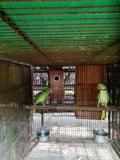 Grey parrots and other parrots