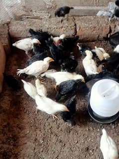 black Australorp chicks