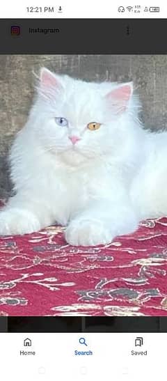 od eyes male cat triple coat punch face white cat