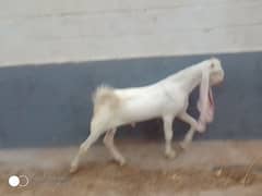 6 male goat for sale
