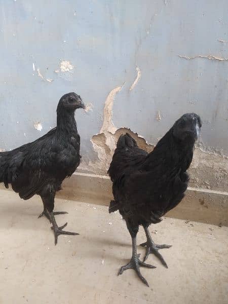 Ayam Cemani for sale 0