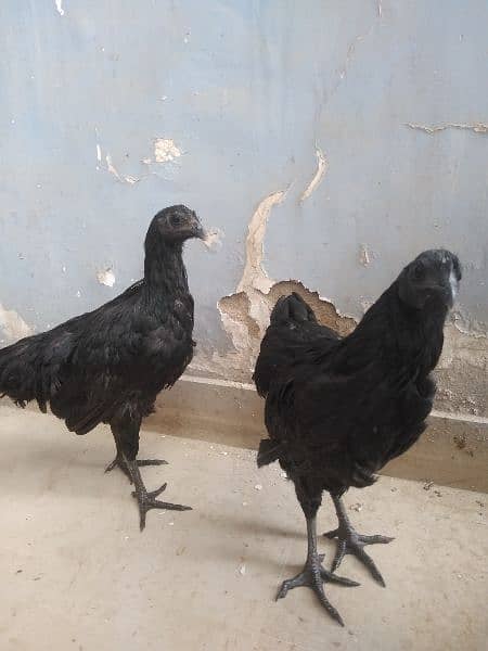 Ayam Cemani for sale 1