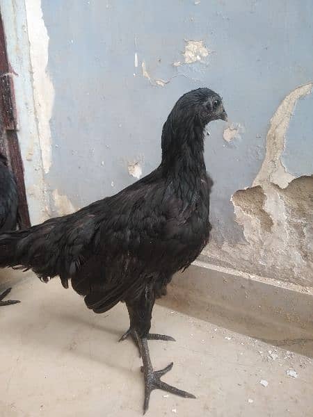 Ayam Cemani for sale 2