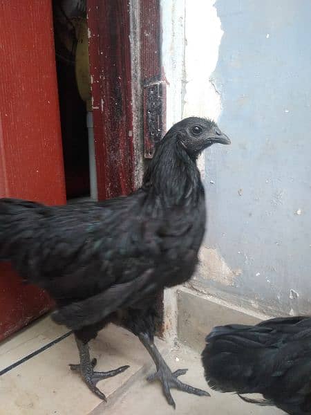 Ayam Cemani for sale 3