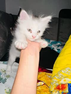 white Persian kitten odd eyes