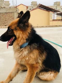 Double coat German Shepard for sell