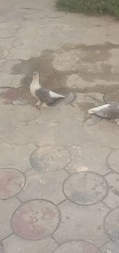 sherazi pigeon