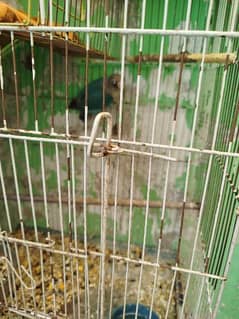 Love Bird bar blue for sale in Lahore
