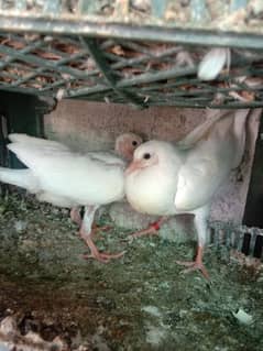 Pigeon Norwich and sherazi chicks