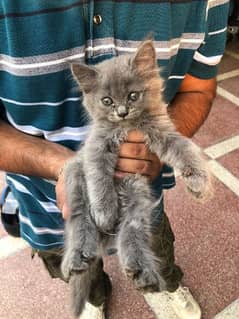 Persian Cat Male Triple Coat
