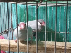 grey silver white java pair for sale