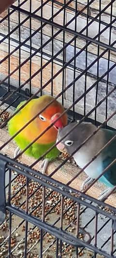 Love bird pair with cage
