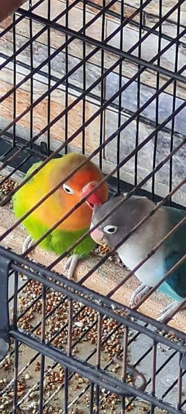 Love bird pair with cage 0