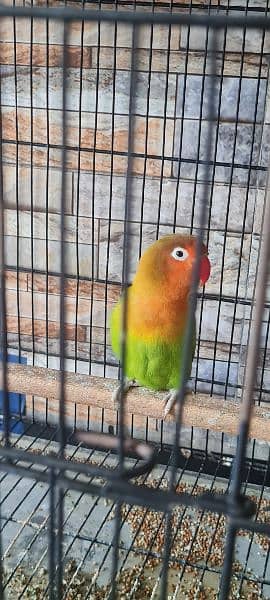 Love bird pair with cage 1