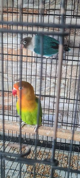 Love bird pair with cage 2