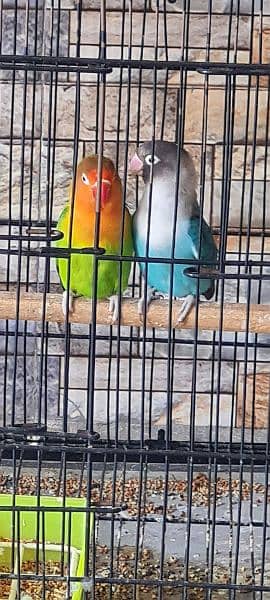 Love bird pair with cage 3