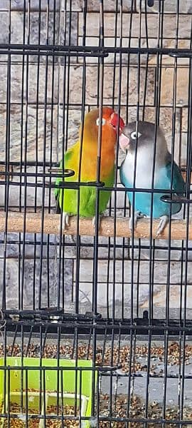 Love bird pair with cage 4